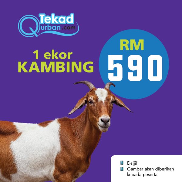 1 Ekor Kambing (Luar Negara)